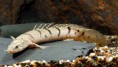 /album/importados-exoticos/polypterus-delhezi-jpg/